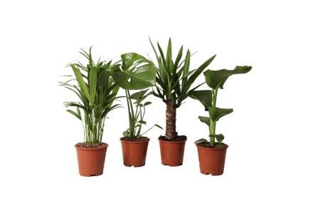 Plantas verdes Aldi
