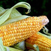El cambio climático está afectando nuestra producción de alimentos y el problema solo empeora