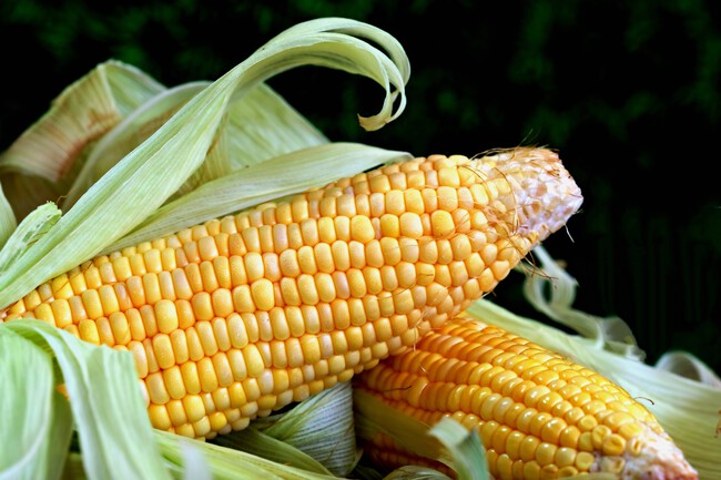 Maiz Alimento Calentamiento Global