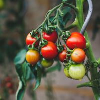 Este es el método más práctico para cultivar tomates: menos esfuerzo y más aprovechamiento del espacio