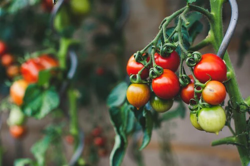 Markus Spiske 3rgriigbq8q Unsplash