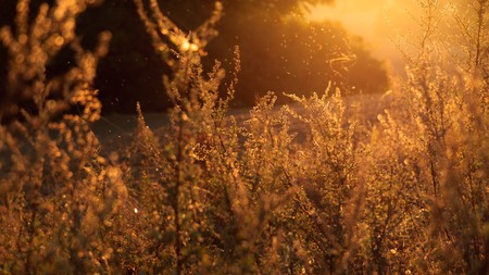 Ya está aquí la primavera y sus alergias: por qué se intensifican en esta época y qué pueden esperar los alérgicos este año