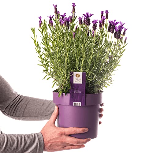 Planta de Lavanda