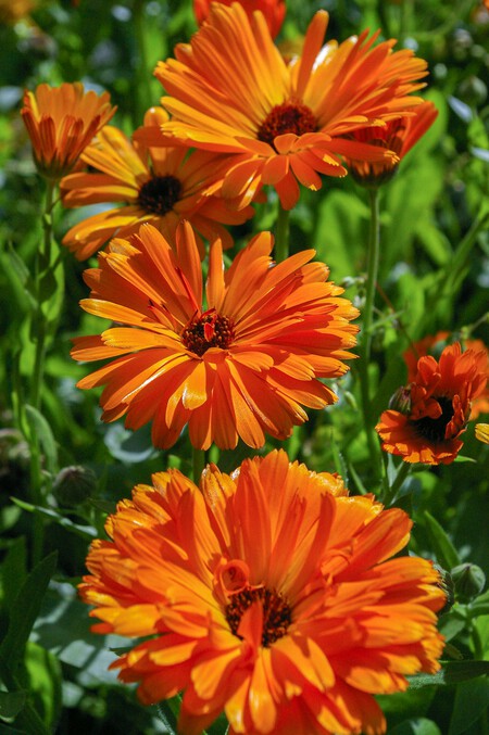 Calendula