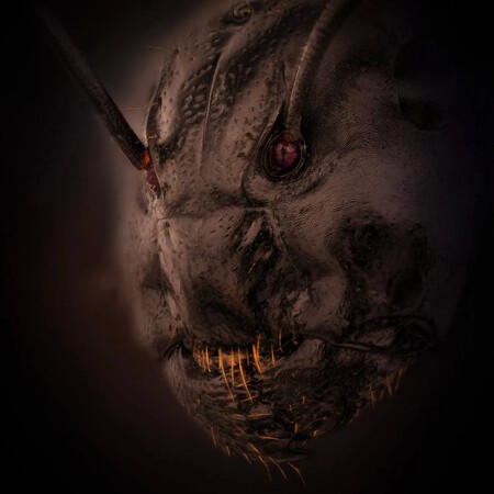 hormiga-foto-miedo