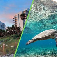 Las tortugas le ganaron a un desarrollo en Nayarit: Semarnat canceló el megaproyecto en una playa de lujo 