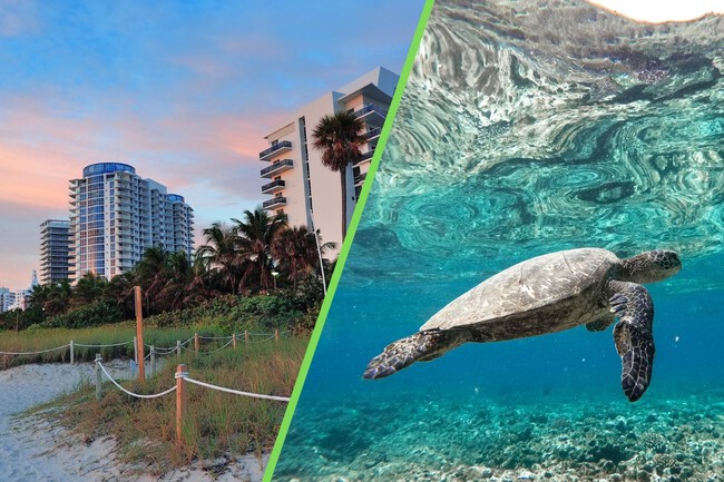 Semarnat Cancela Proyecto Turistico Tortugas Marinas Nayarit Xataka Mexico