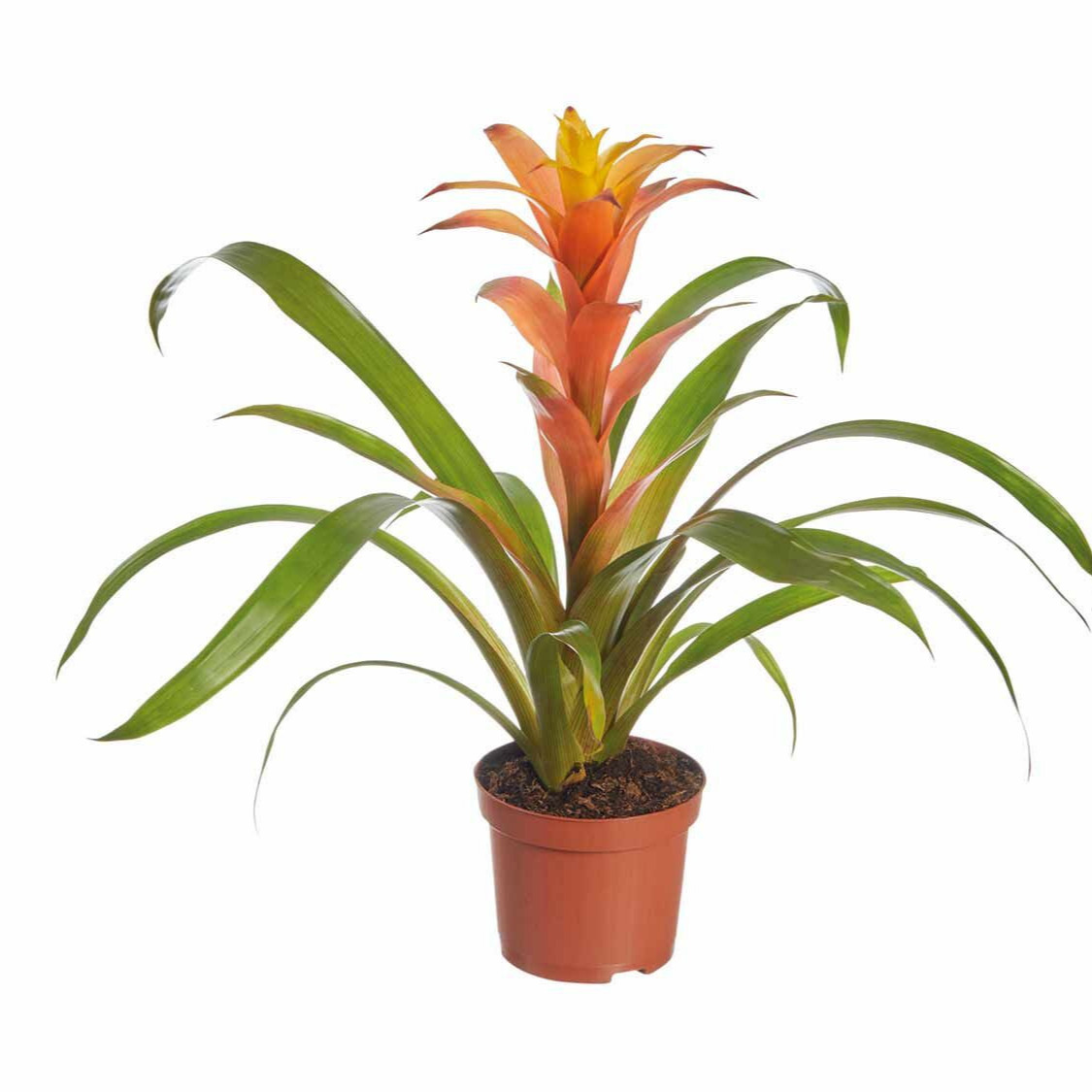 Bromelia