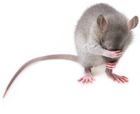 Las ratas altruistas: prefieren liberar a una compañera que comer chocolate
