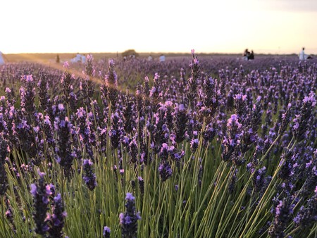 lavanda