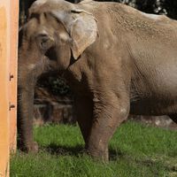 Este elefante resgatado passou 40 anos em um zoológico. Agora deverá percorrer 1.600 km rumo à sua nova vida em um santuário brasileiro
