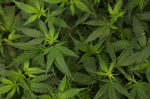 Cannabis. Créditos: 	Sean Gallup/GettyImages