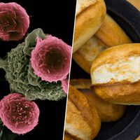 Las dietas bajas en carbohidratos se han puesto de moda: un estudio las acaba de correlacionar con mayor riesgo de cáncer