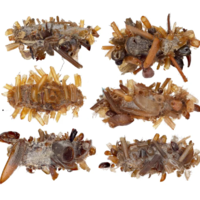 Esqueça os grandes predadores: a minúscula criatura assustadora descoberta pela ciência que sobrevive colecionando ossos 