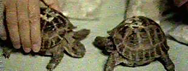 Em 1968, a União Soviética lançou duas tartarugas ao espaço: o mais incrível é que as duas voltaram para contar a história 