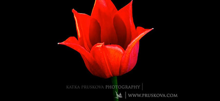 Flores: Un primer timelapse muy colorido