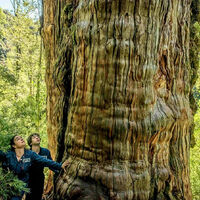 Maior do que imaginávamos: cientistas descobrem uma rede invisível e cheia de vida sob uma das árvores mais antigas do planeta