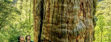 Maior do que imaginávamos: cientistas descobrem uma rede invisível e cheia de vida sob uma das árvores mais antigas do planeta