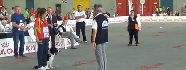 Qué es el OCI y cómo puedes empezar a practicarlo con tu perro