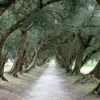 Durante siglos Galicia fue una pujante tierra de olivares con variedades únicas en el mundo. Qué lo cambió aún es un misterio 