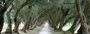 During centuries Galicia was a thriving land of olive groves with unique varieties in the world. What changed it is still a mystery 