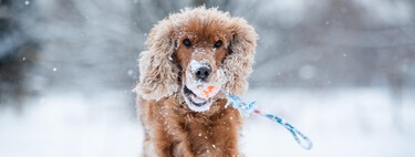 Cuidado con estas enfermedades en invierno, nuestros perros son propensos a padecerlas