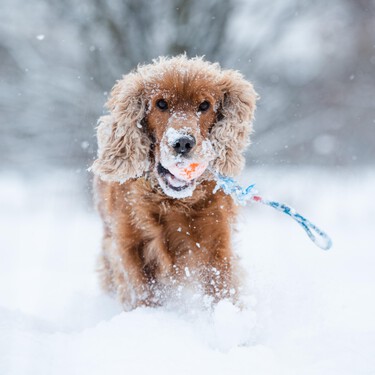 Cuidado con estas enfermedades en invierno, nuestros perros son propensos a padecerlas