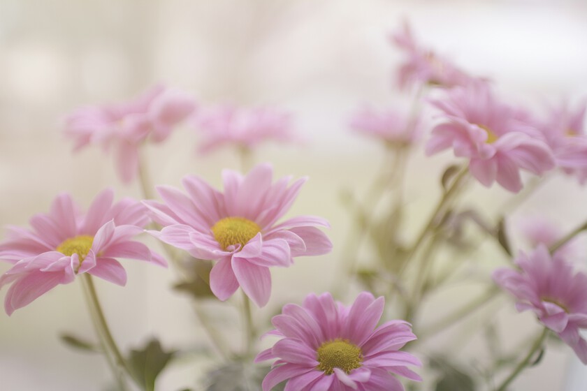 Flores del mes de nacimiento