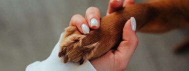 Cinco mujeres que cumplieron su sueño de trabajar por el bienestar de los animales 