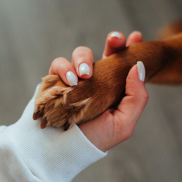 Cinco mujeres que cumplieron su sueño de trabajar por el bienestar de los animales 
