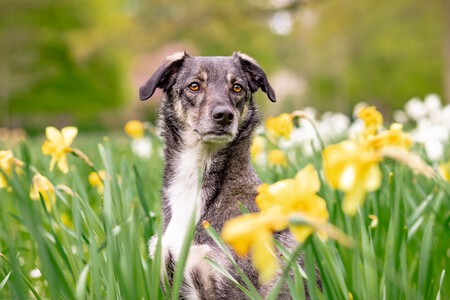 Un perro entre flores