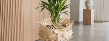 Cómo transformar un sombrero desgastado en una maceta para tus plantas y darle un estilo único a tu casa