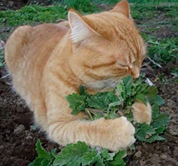 Catnip 250 semi Nepeta cataria crescere il proprio gatto trattare CombSH D74:Seeds