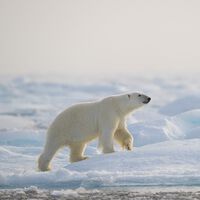 O país da Copa do Mundo onde andar armado é obrigatório por lei: entenda a regra da Noruega para afastar ursos polares 