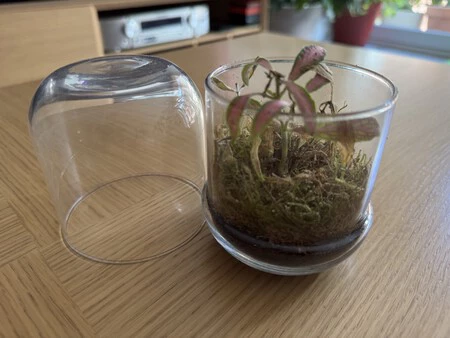 Planta