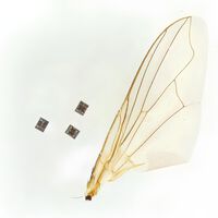 Robots médicos microscópicos diseñados para desplazarse dentro del cuerpo humano buscan hacer de las cirugías sin bisturí una cosa del pasado 