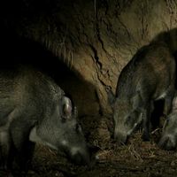 Doñana tiene un problema y los cazadores más expertos la solución: un viejo truco para saber a qué hora de la noche aparecen los jabalíes