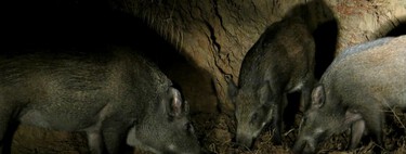 Doñana tiene un problema y los cazadores más expertos la solución: un viejo truco para saber a qué hora de la noche aparecen los jabalíes