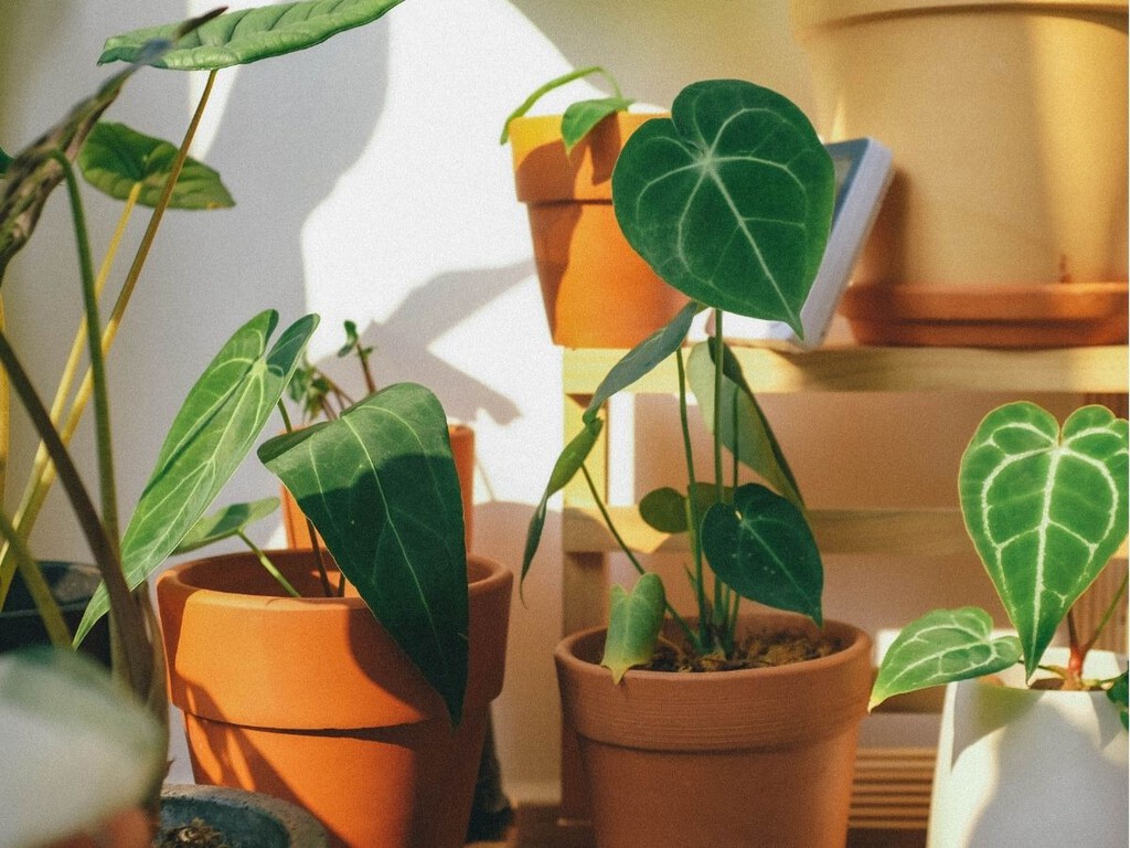 Cinco plantas que ayudan a refrescar la casa en verano de forma natural (y no solo decoran)