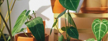 Cinco plantas que ayudan a refrescar la casa en verano de forma natural (y no solo decoran) 