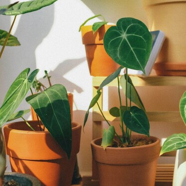 Cinco plantas que ayudan a refrescar la casa en verano de forma natural (y no solo decoran) 