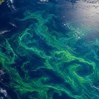 La NASA ha detectado una mancha verde gigante desde el espacio en Nueva Zelanda. Y no es contaminación ni un fallo de imagen 