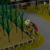 “Quería hacer algo estúpido” y terminó con una mascota de 0.001% más raras en este juego tras dos años de intentos