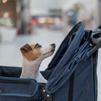 En Corea del Sur, el país con la tasa de natalidad más baja del mundo, ya se venden más cochecitos para perros que para bebés
