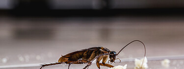 A ciência por trás do cheiro de barata: por que algumas pessoas têm um radar natural contra o inseto e outras não sentem nada? 