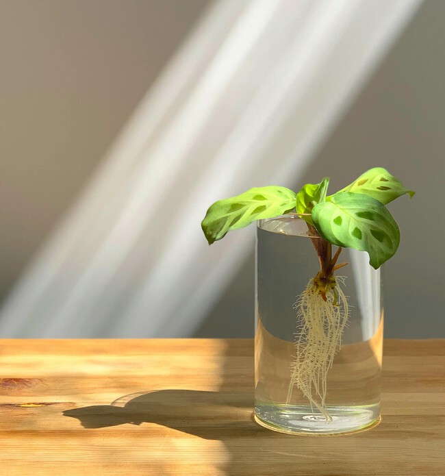 Pexels Plantsandgraphics 9486959