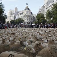 Las ovejas invaden el centro de Madrid con la Fiesta de la Trashumancia