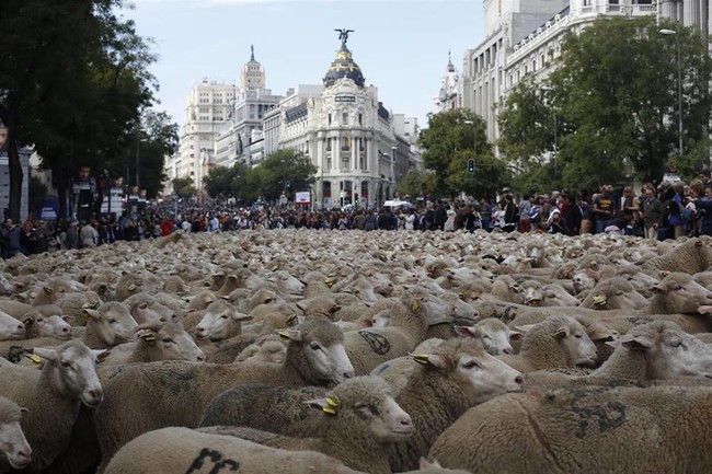 Fiesta De La Trashumancia