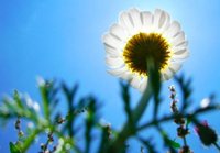 Curiosidades sobre la ovulación