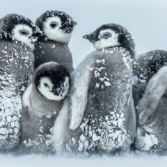 Foto 5 de 11 de la galería categoria-aves en Xataka Foto